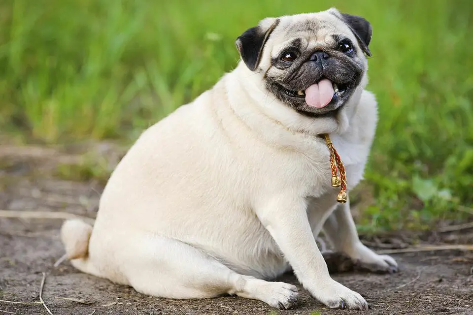 best way for dogs to lose weight