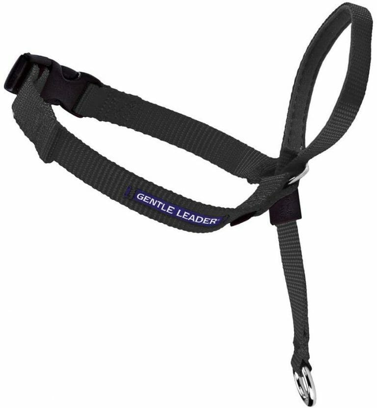 Best Collar For Dogs that Escape Top 5 Options for Your Pooch