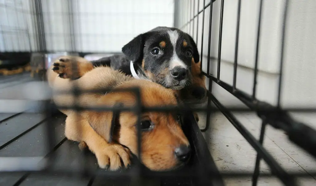 puppy adoption websites