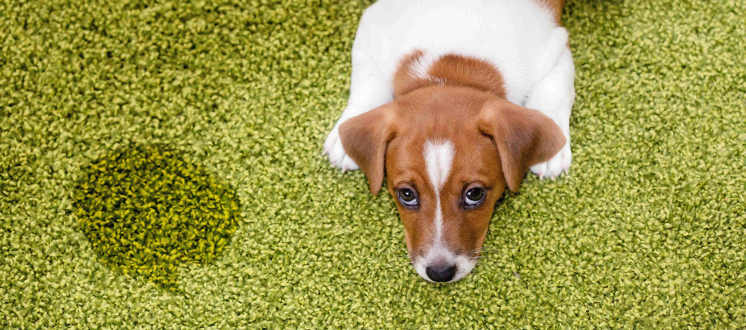 enzyme for dog pee