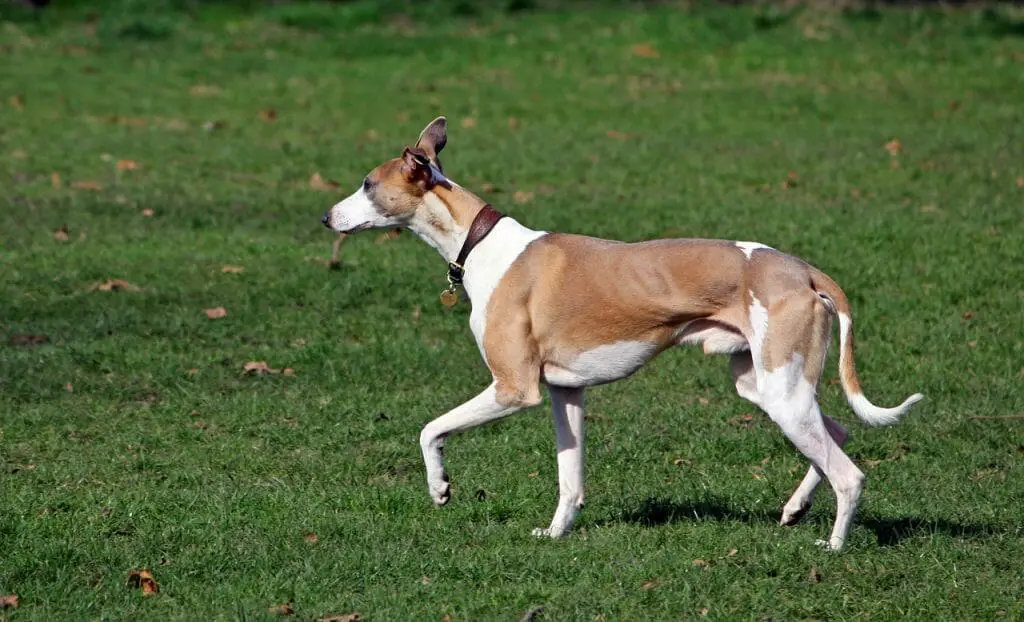 what is a sighthound dog