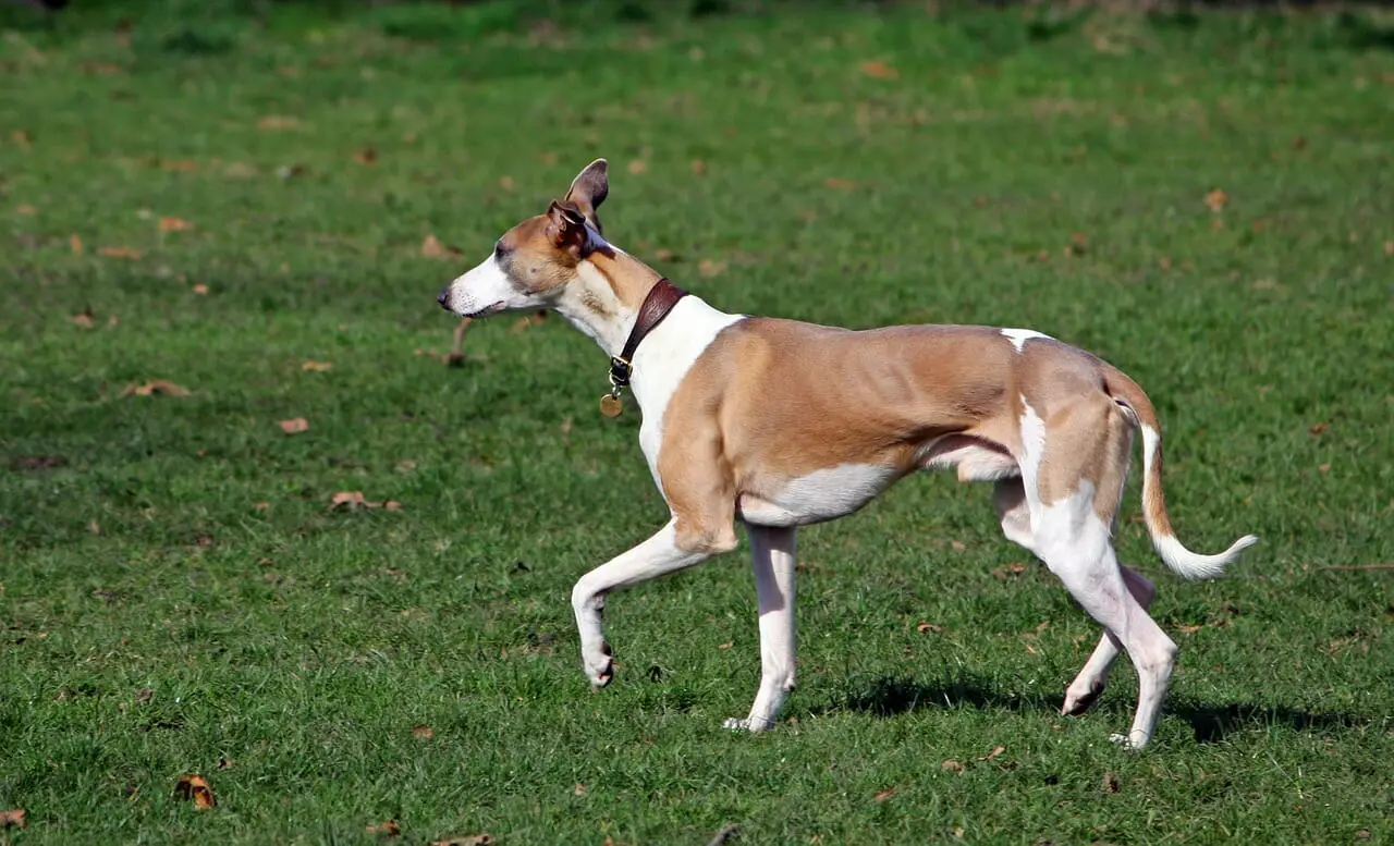 What is a Sighthound Dog? 10 Breeds to Consider