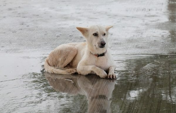 What To Do With Pets During A Hurricane Tips To Help Your Pet Remain what-to-do-with-pets-during-a-hurricane-tips-to-help-your-pet-remain