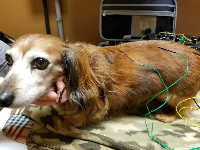 All the Dog Acupuncture Side Effects You Should Know Best Protection Dogs