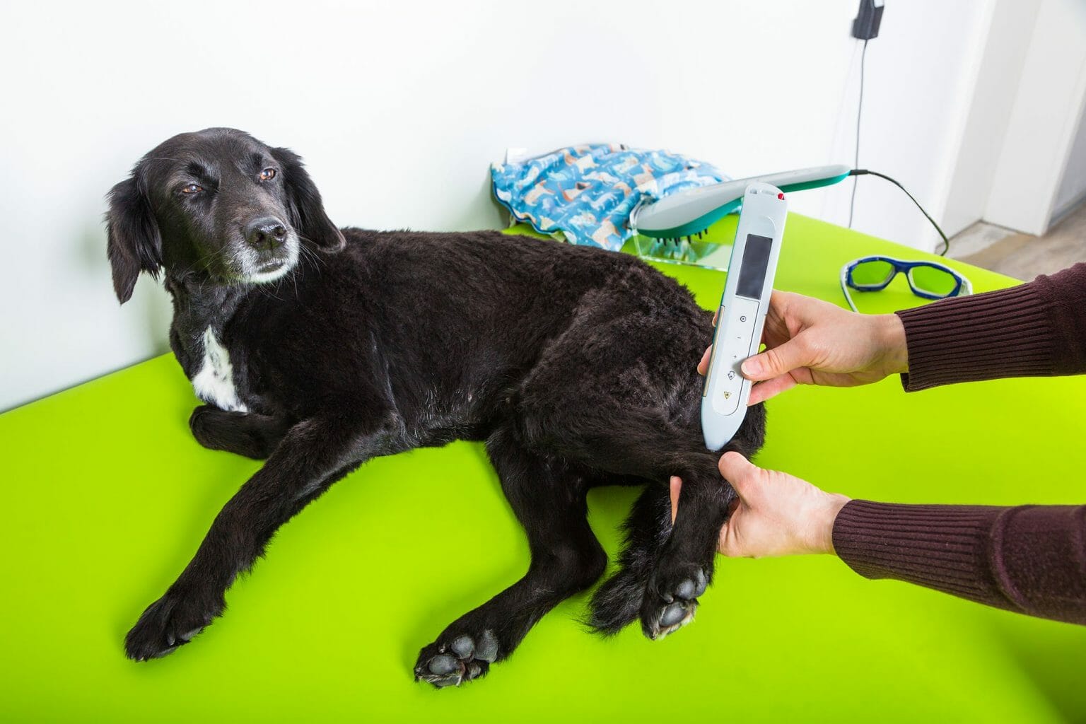All the Dog Acupuncture Side Effects You Should Know Best Protection Dogs