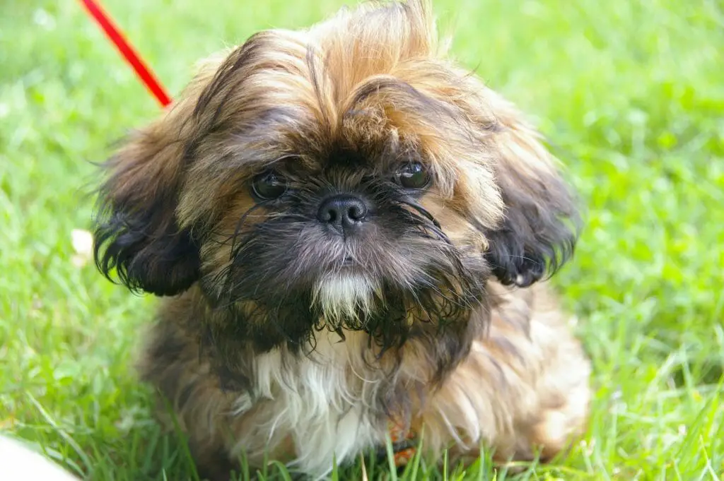 Small Dog Breeds That Look Like a Teddy Bear