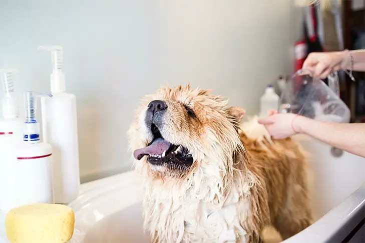 Bathe A Dog And Leave It Smelling Good, How To Clean Dog Hair Out Of Bathtub