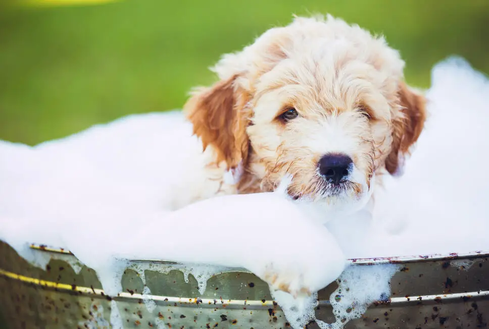 easy way to bathe a dog