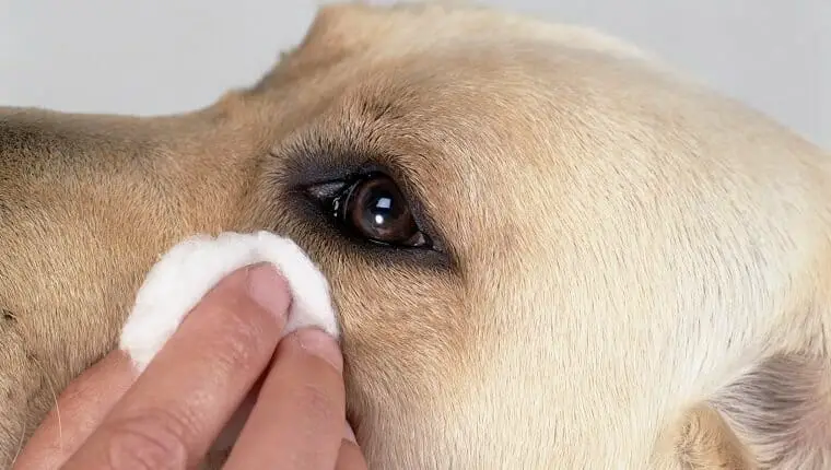 natural remedies for tear stains in dogs