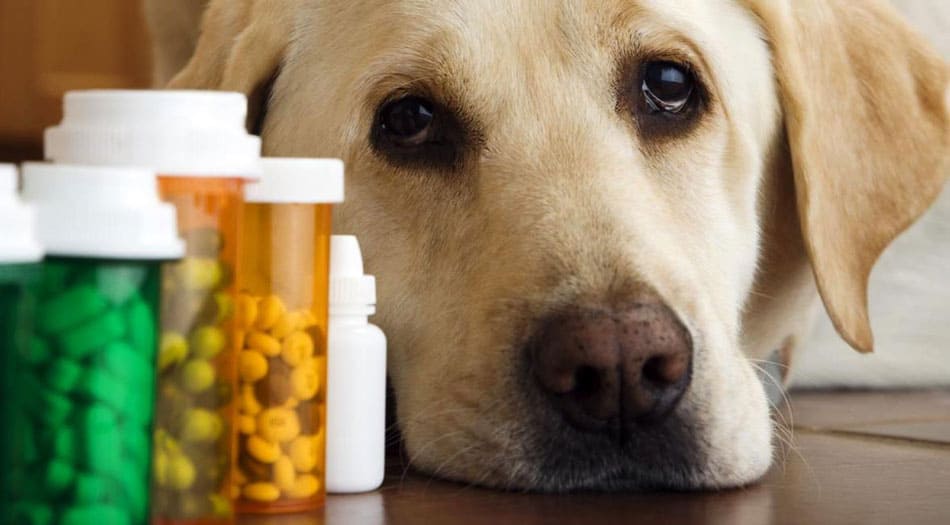 How to Trick Your Dog into Taking Liquid Medicine - Best Protection Dogs