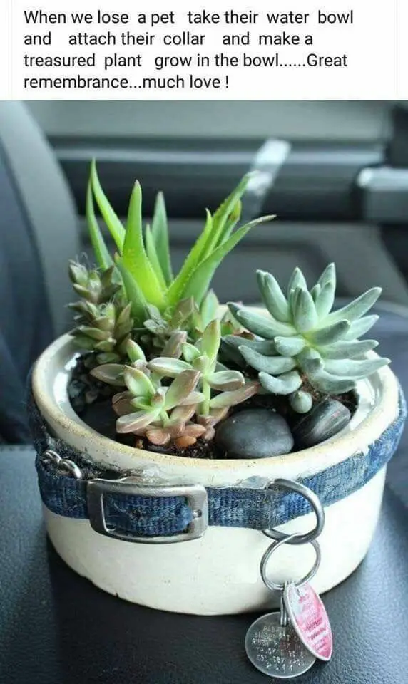 how to deal with the grief of losing a pet