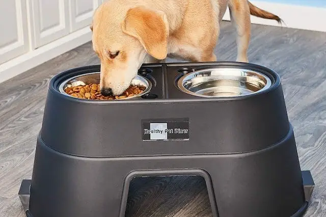 dog dishes