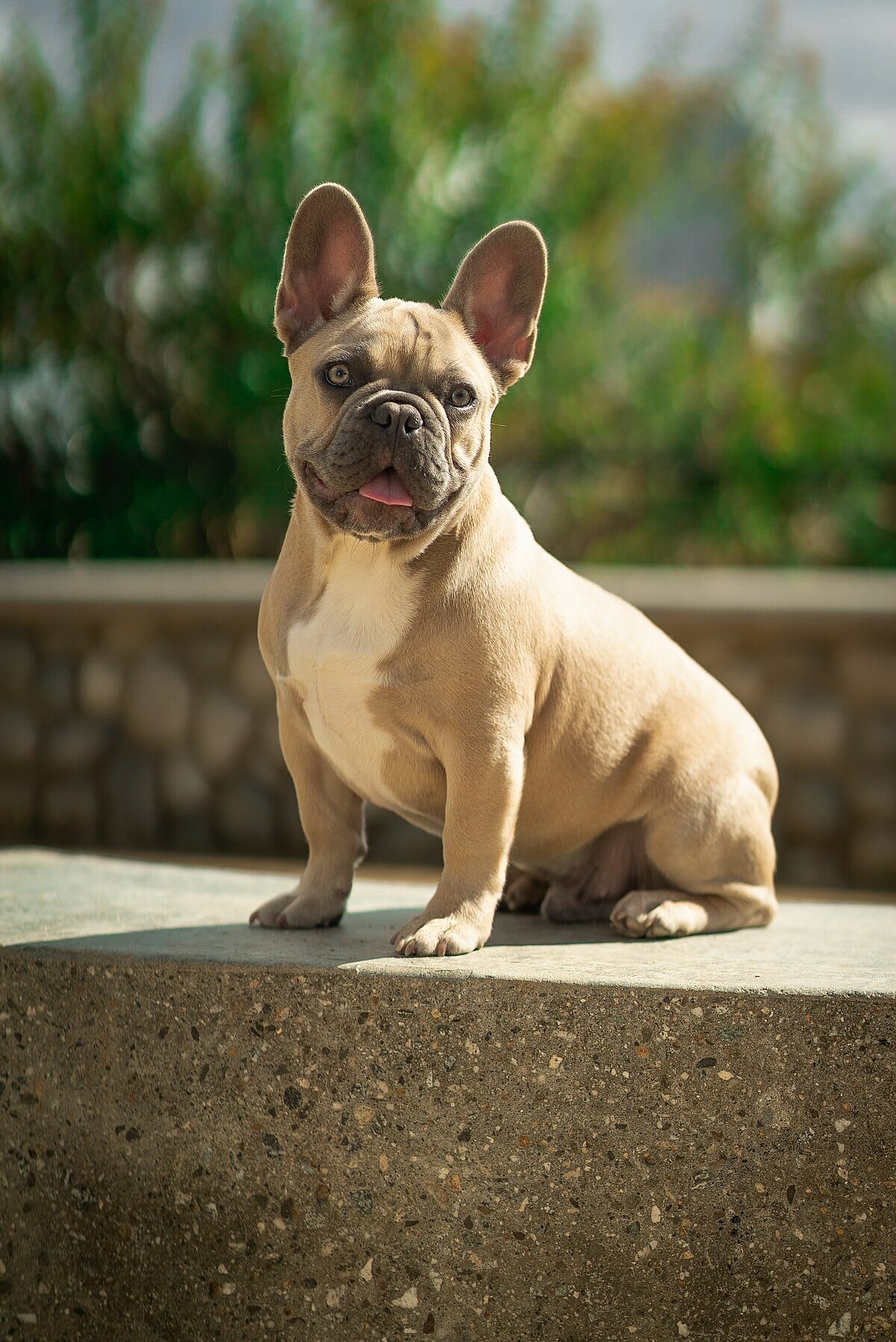 Do Dogs Have Less Energy As They Get Older