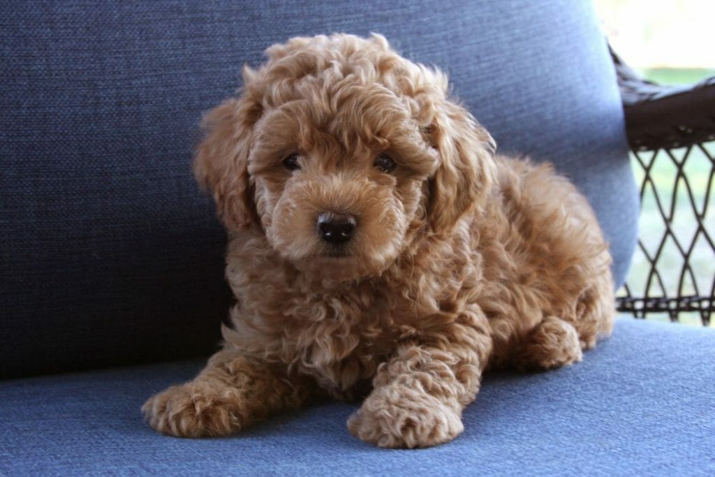 teddy bear dog hypoallergenic for sale