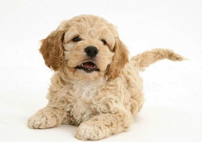 Is Cockapoo Hypoallergenic? All You Need to Know About Cockapoo Dogs
