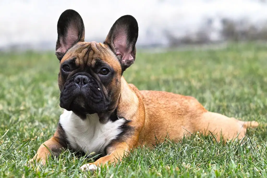 French Bulldog vs Boston Terrier: Similarities and Differences