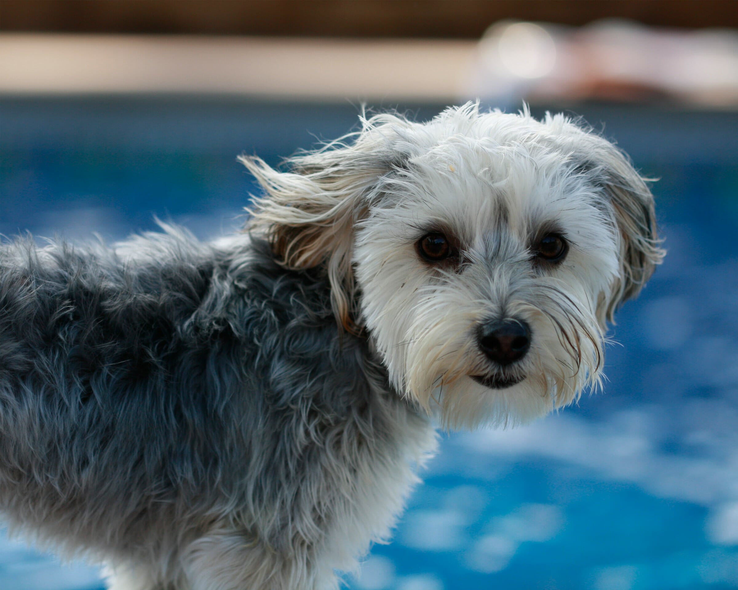 Yorkie Poo vs Morkie: Similarities and Differences