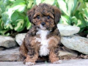 Maltipoo vs Yorkiepoo- Differences and Comparison - Best Protection Dogs