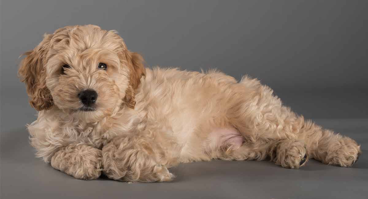 Is Cockapoo Hypoallergenic? All You Need to Know About Cockapoo Dogs Best Protection Dogs