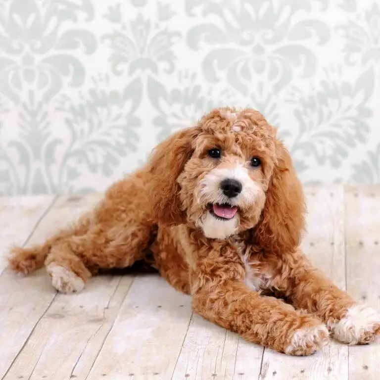 Is Cockapoo Hypoallergenic? All You Need to Know About Cockapoo Dogs