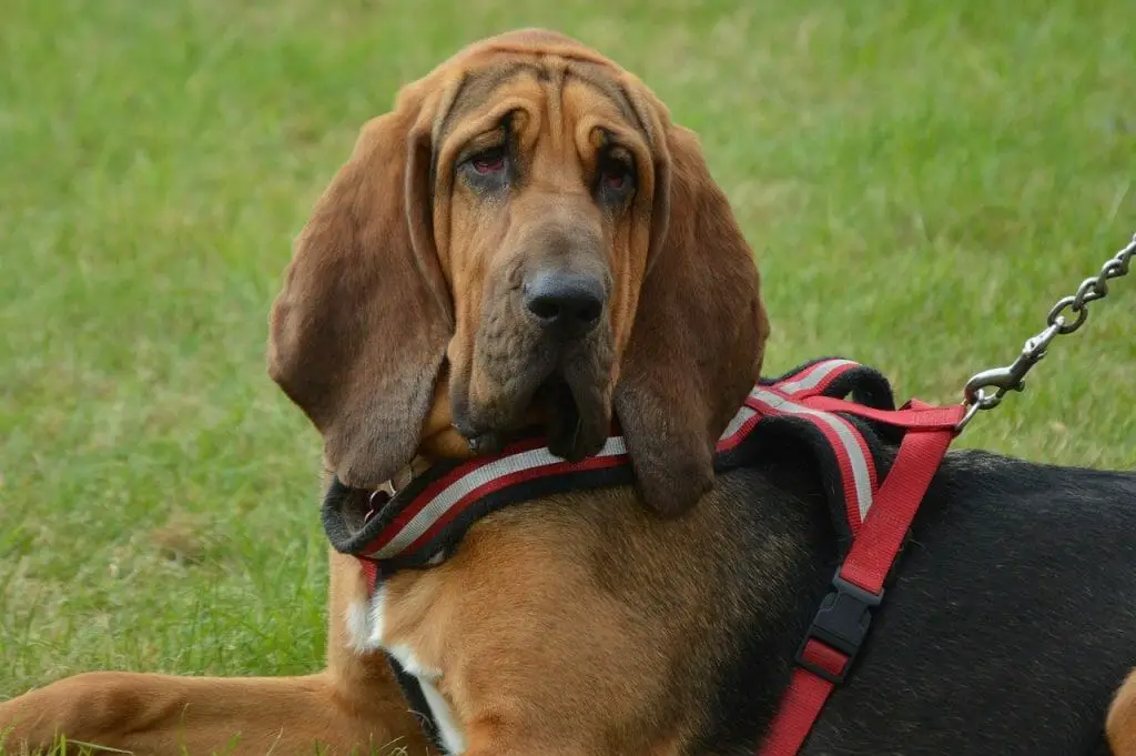 are Bloodhounds good pets
