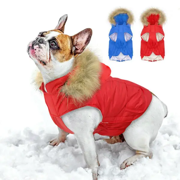 Jackets For Dogs To Keep Them Warm Best Protection Dogs