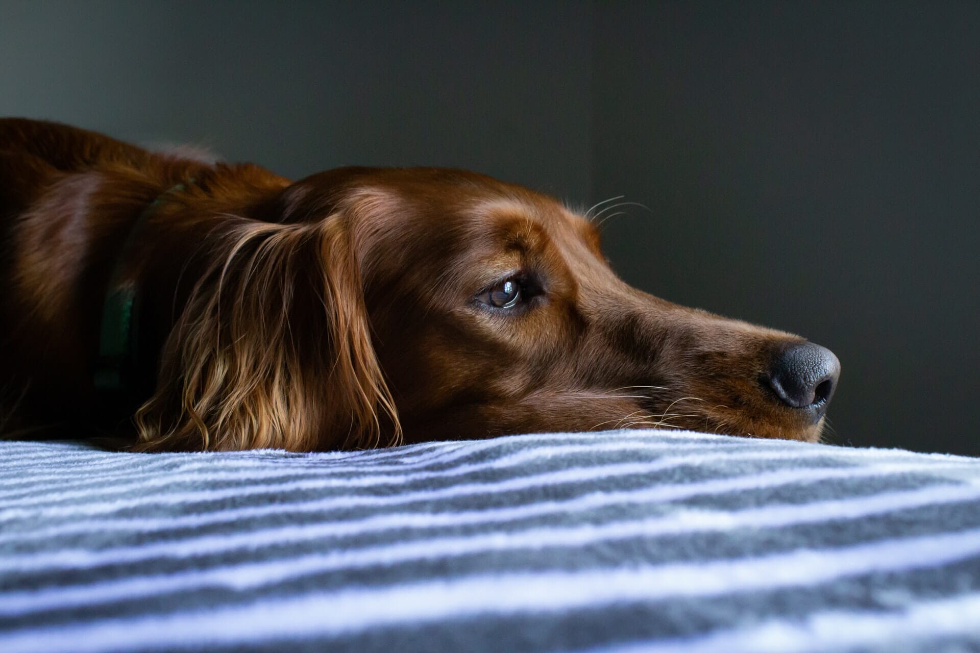 How to Groom a Dog with Matted Hair – Quick Tips!