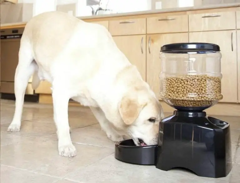 best automatic dog feeder