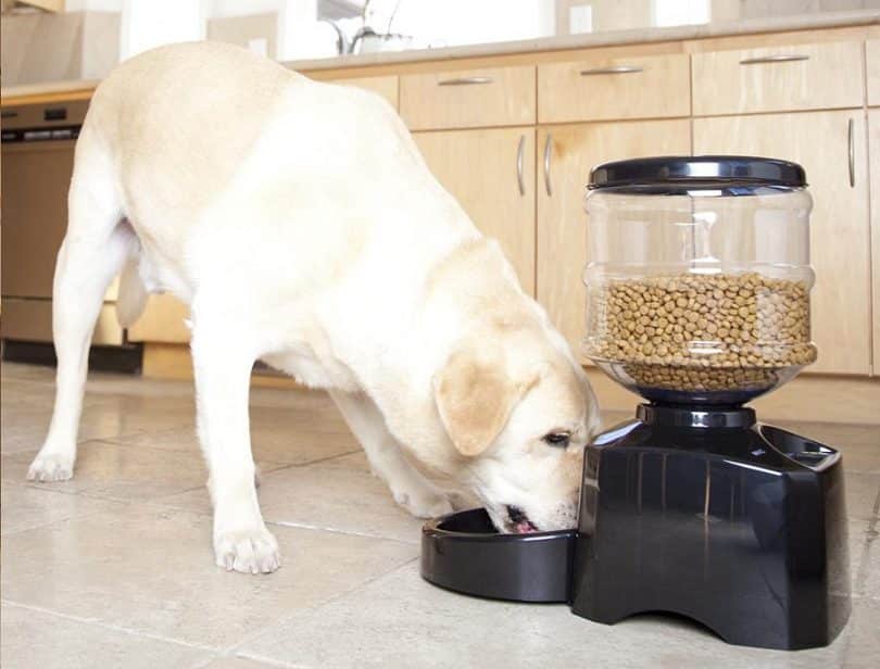 build automatic dog feeder