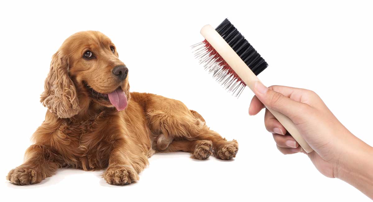 good dog brush