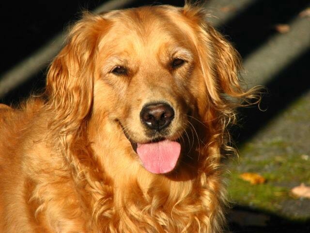 Dog Breeds that are Good with Other Dogs