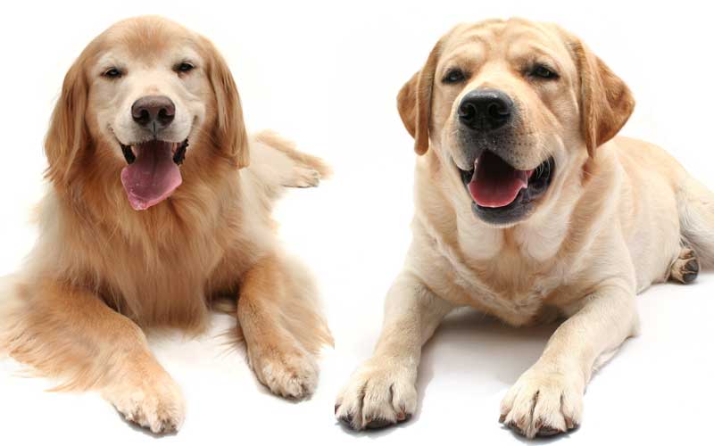 Dog Breeds that are Good with Other Dogs