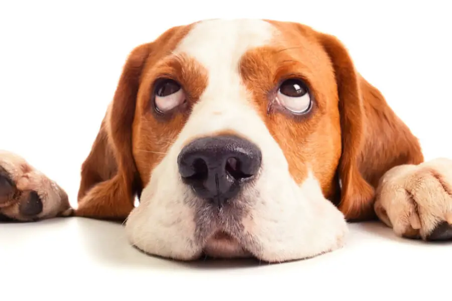 How to Get a Beagle to Stop Barking Best Protection Dogs