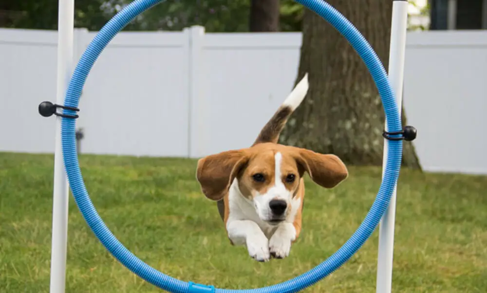 how-much-exercise-does-a-beagle-need-best-protection-dogs