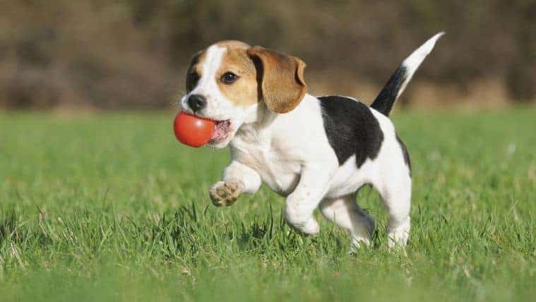 How Much Exercise Does a Beagle Need?