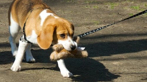 How Much Exercise Does a Beagle Need?