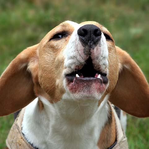 how to stop a beagle from howling