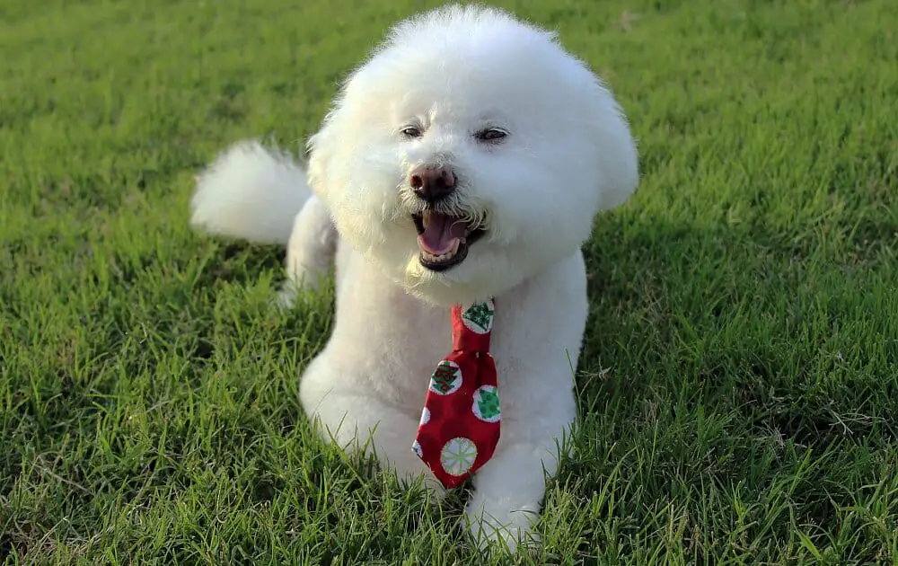 Easiest Breed of Dog to Potty Train