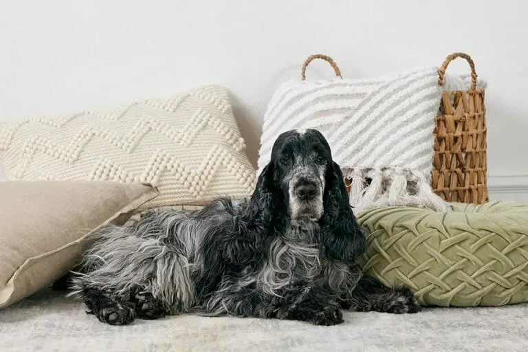 Top 5 Best Dog Brushes for Cocker Spaniel And Buying Guide (2022