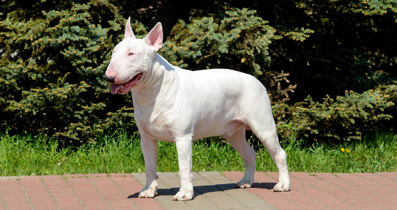 Are Bull Terriers Good Family Dogs? Why You Should Get One