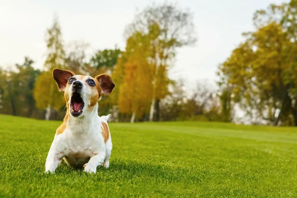 stop beagle barking