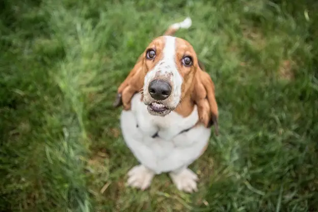 basset hound apartment