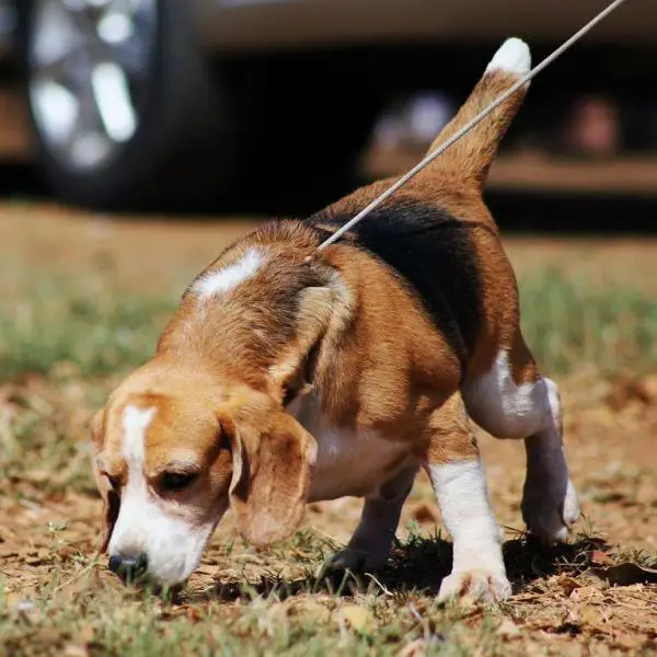 How Much Exercise Does a Beagle Need?