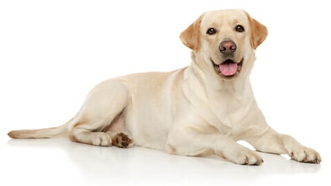 Easiest Breed of Dog to Potty Train