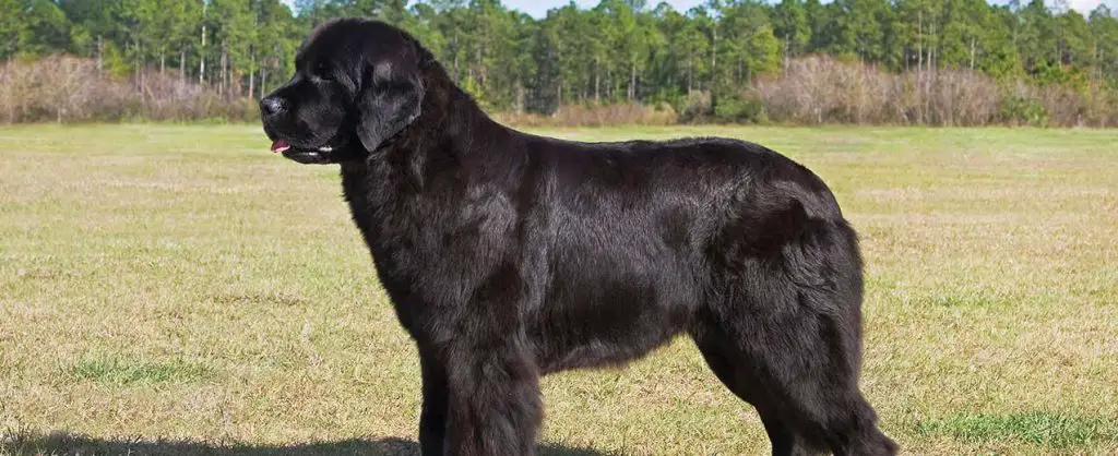 newfoundland dog characteristics
