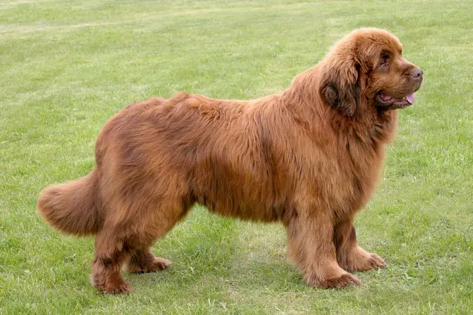 are newfoundlands hypoallergenic