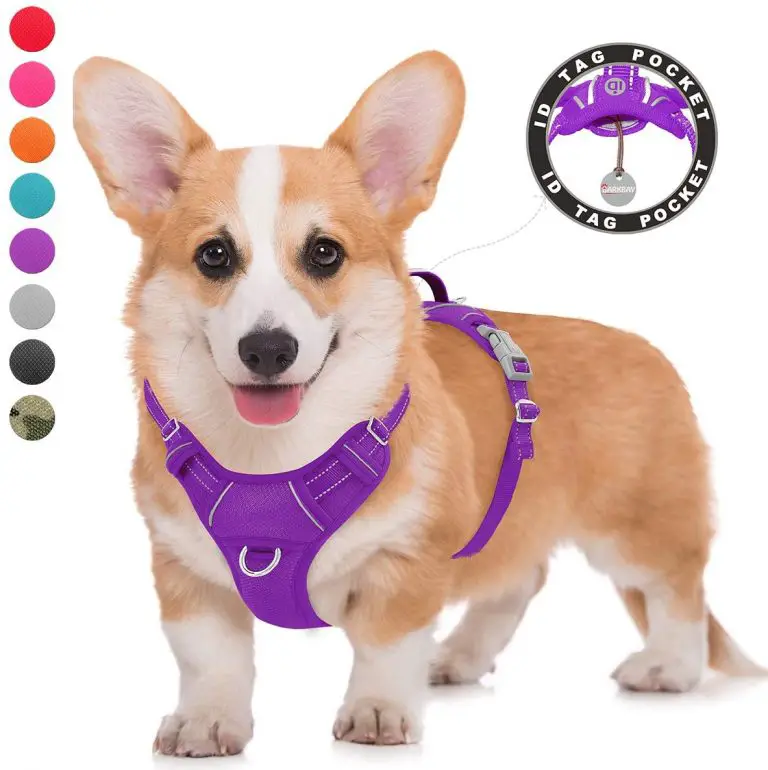 7 Best Harness for A Complete Detailed Guide Best Protection Dogs