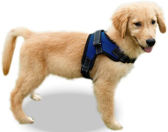 best harness for corgi