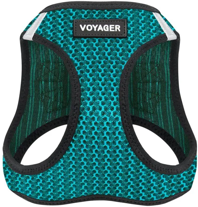 7 Best Harness for Miniature Pinscher (2022) A Complete Detailed