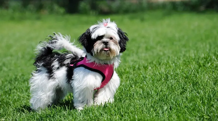 Best Harness for a Shih Tzu 5 Best Harnesses for Dog Control Best